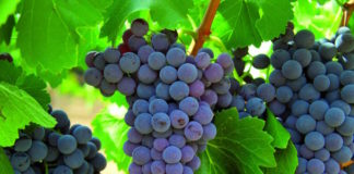 El kaempferol mejora la producción de la coenzima Q