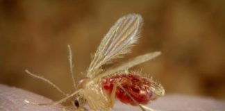 El parásito Leishmania braziliensis puede sobrevivir en estado latente hasta siete días y más