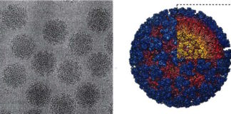 ¿Será el virus Mayaro el próximo arbovirus en extenderse por el Hemisferio Occidental?