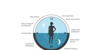 Nobel de Medicina por descifrar el mecanismo de los relojes biológicos