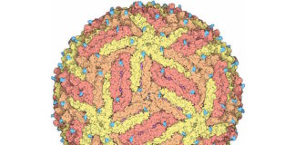 Una única mutación en el virus Zika es la causante de la microcefalia
