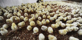 Lo bueno, lo malo y lo feo de los antibióticos