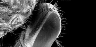 Los microbiomas de las moscas como reservorios de transmisión bacteriana