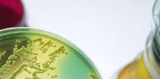 MALDI TOF MS Quality Control in Clinical Microbiology