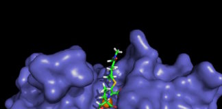 Identifican el mecanismo por el cual las bacterias degradan los carbapenemes