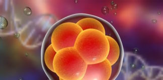 Investigadores españoles crean un sistema de diagnóstico genético preimplantatorio no invasivo mediante biopsia líquida