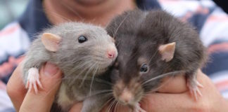 El virus Seoul puede pasar de las ratas que se crían como mascotas a sus dueños