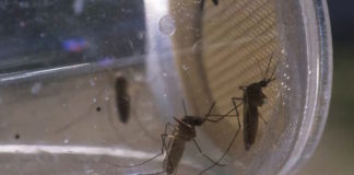 La temperatura afecta la eficacia de los insecticidas usados para combatir los mosquitos que transmiten la malaria