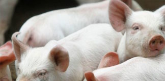Descubren un virus porcino que puede transmitirse a los humanos