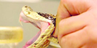 Las mordeduras de serpientes, un problema mundial