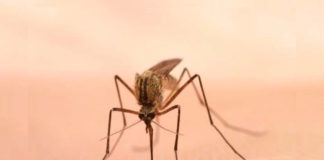 Los mosquitos pican más en épocas de sequía