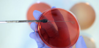 Cuando se trata de la gonorrea, el género importa