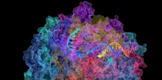 Alteraciones en el procesado del ARN mensajero como rasgo molecular de la enfermedad de Alzhéimer
