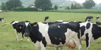 El virus de la fiebre del Valle del Rift puede representar una amenaza letal para los fetos humanos