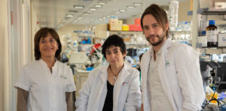 Descubren un nuevo mecanismo por el que la obesidad provoca resistencia a la insulina