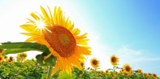 Los niveles de ácido fólico disminuyen notablemente en meses con mayor incidencia solar