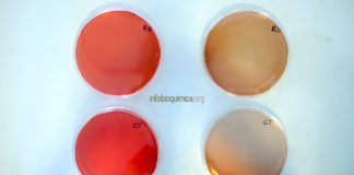 ¿Hay bacterias en la placenta humana?