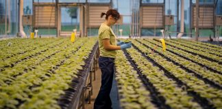 Empresa canadiense desarrolla vacuna contra el coronavirus en plantas transgénicas