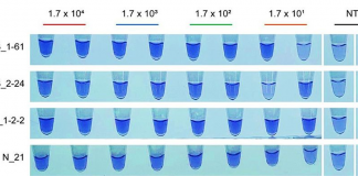 Desarrollan análisis RT-LAMP para el SARS-CoV-2